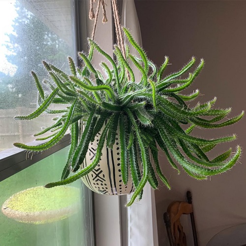 Dog tail cactus in hanging basket