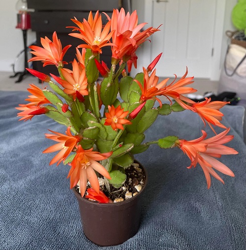 Love Christmas Cactus? Similar Houseplants You’ll Adore