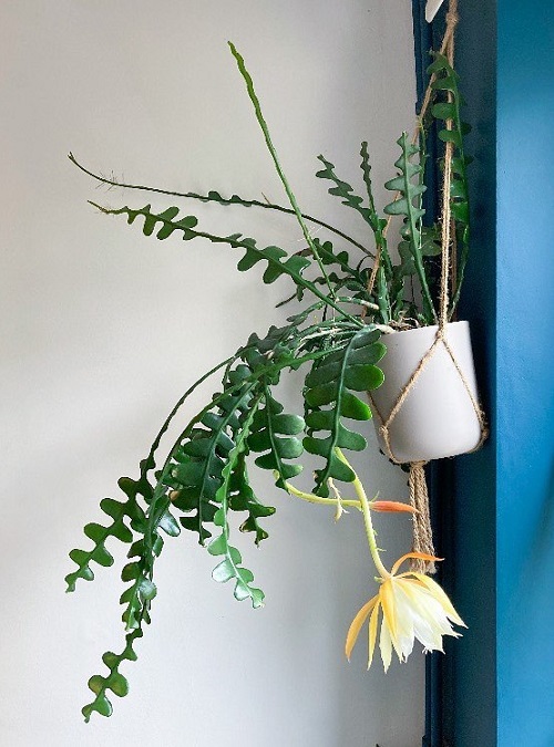 Love Christmas Cactus? Similar Houseplants You’ll Adore 2