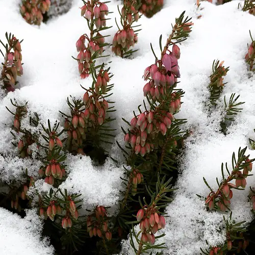 Erica carnea in snow