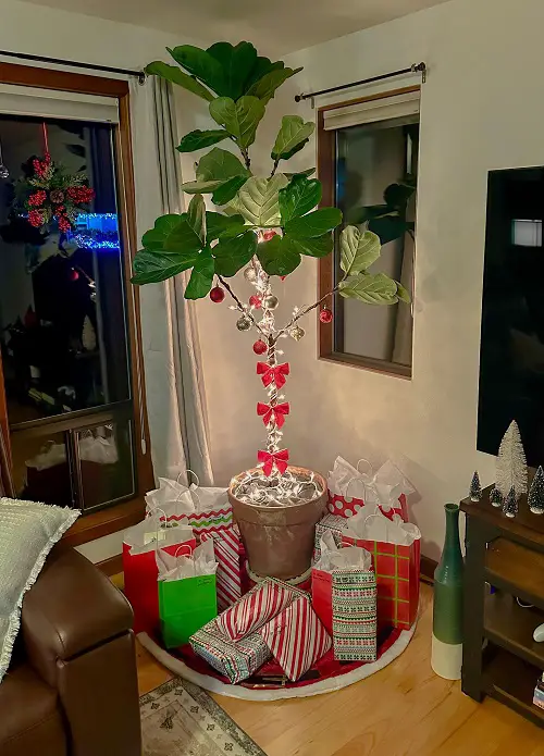Fiddle leaf fig as christmas tree