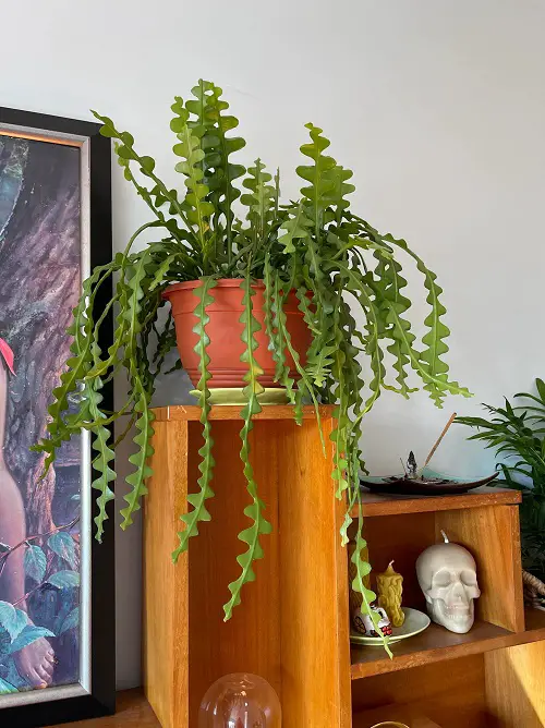 indoor plants with unique leaves 5