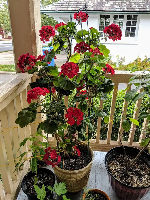 geranium flowers in balcony