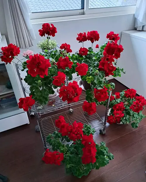 Most Ideal Places to Grow Geranium Indoors Literally 3