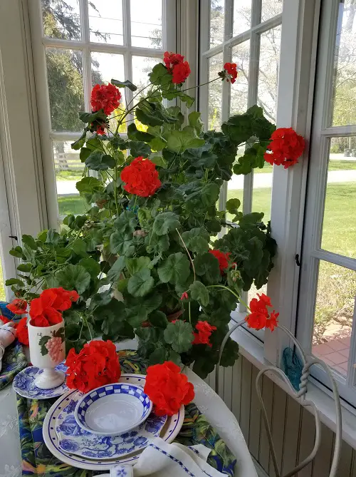 red geranium flowers in sunroom