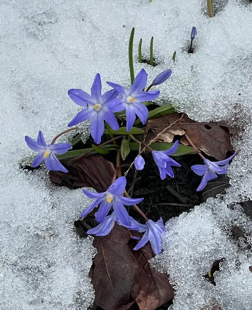 Glory of the Snow in snow