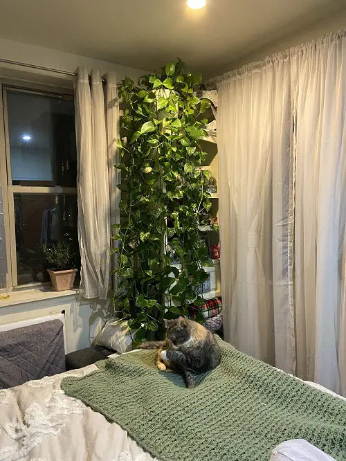 Hanging Plant Display Ideas 5