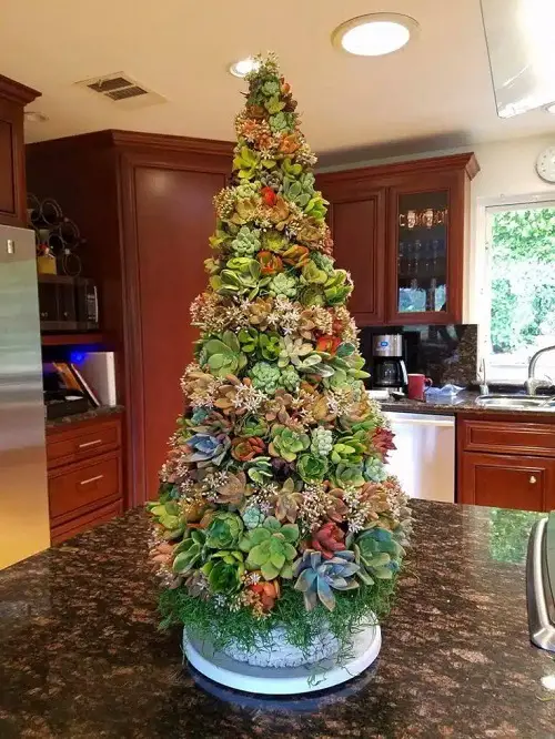 Indoor Plants As Christmas Tree Ideas 11