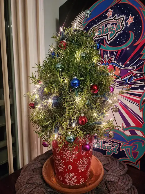 Indoor Plants As Christmas Tree Ideas 12