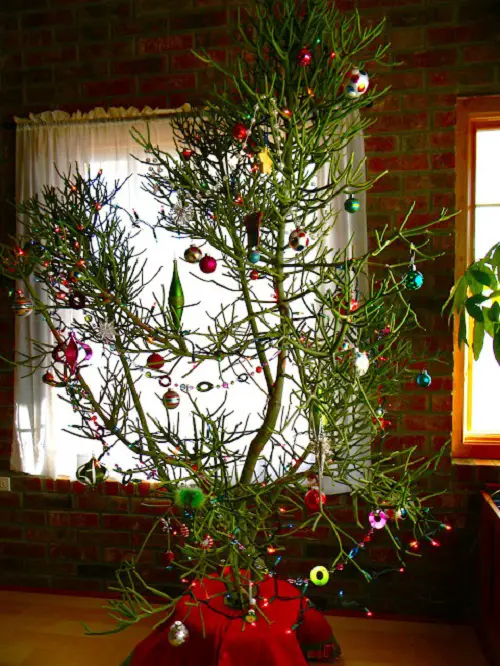 Indoor Plants As Christmas Tree Ideas 19
