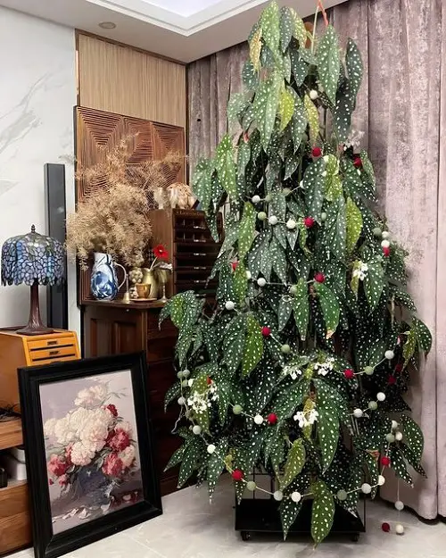Indoor Plants As Christmas Tree Ideas 2