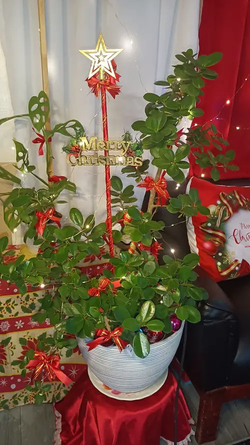 Indoor Plants As Christmas Tree Ideas 13