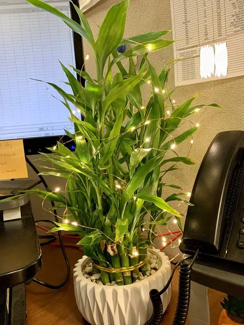 Indoor Plants As Christmas Tree Ideas 17