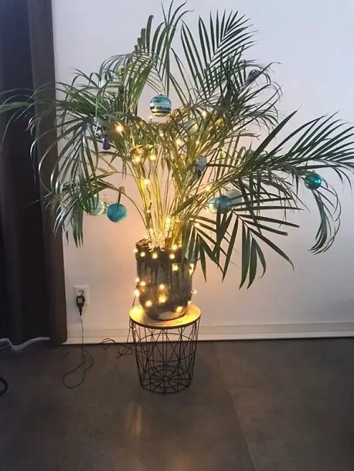 Indoor Plants As Christmas Tree Ideas 18