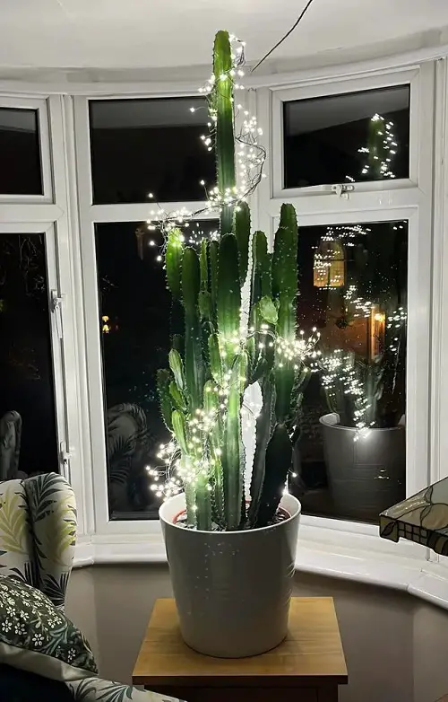 Indoor Plants As Christmas Tree Ideas 3