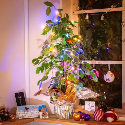 Indoor Plants As Christmas Tree Ideas 20