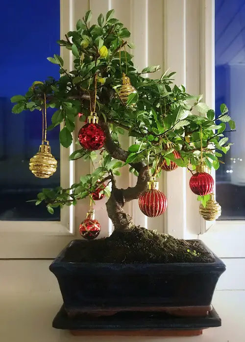 Indoor Plants As Christmas Tree Ideas1