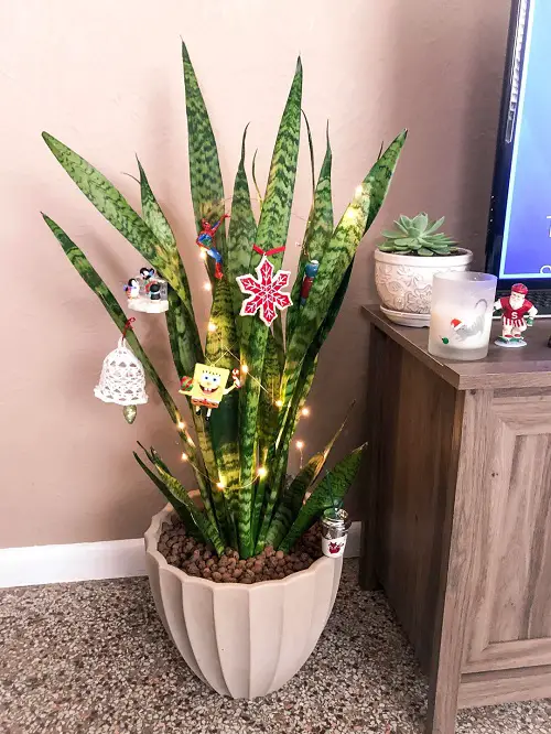 Indoor Plants As Christmas Tree Ideas 5