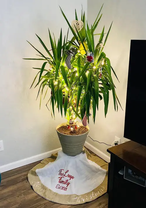 Indoor Plants As Christmas Tree Ideas 6