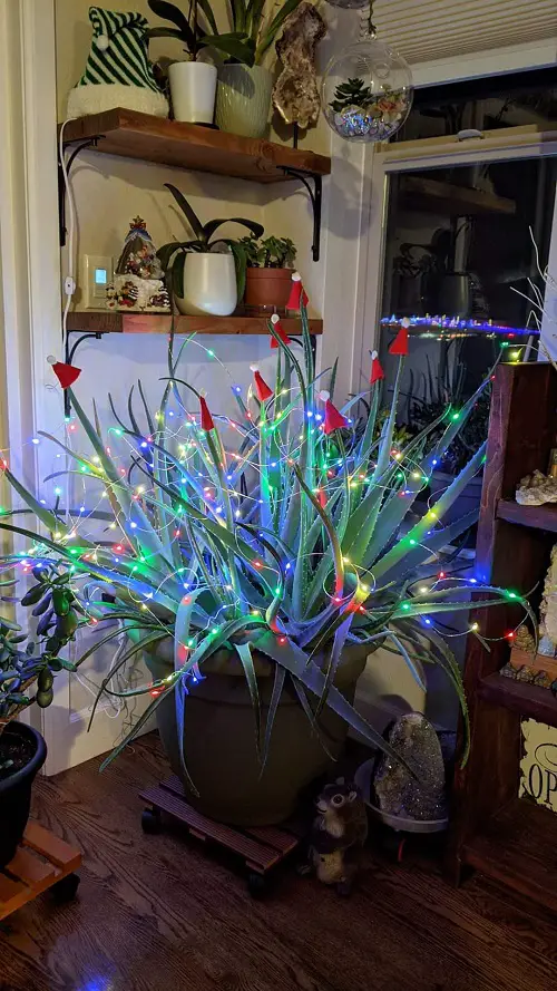 Indoor Plants As Christmas Tree Ideas 7