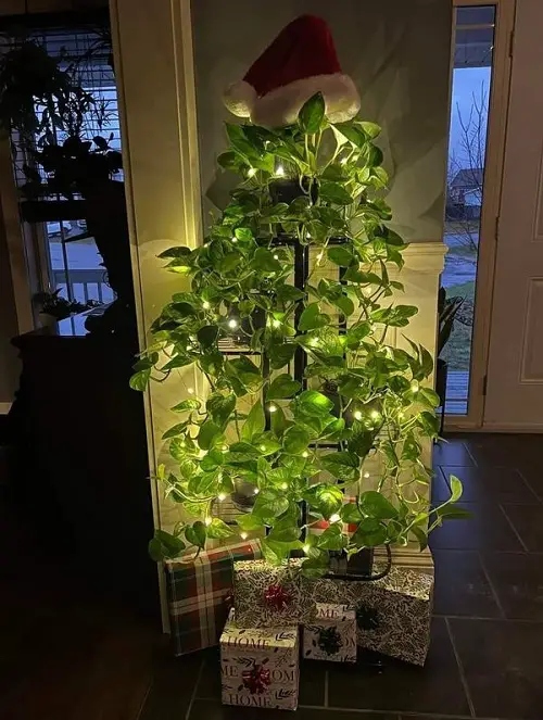Indoor Plants As Christmas Tree Ideas 9