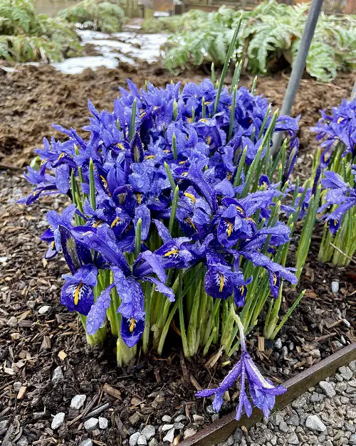Iris flower in garden with snow
