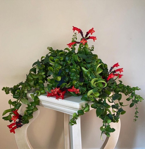 Lipstick plant in pot