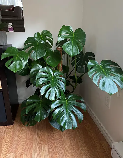monstera plant in pot