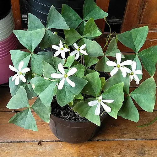 oxalis plant in full bloom