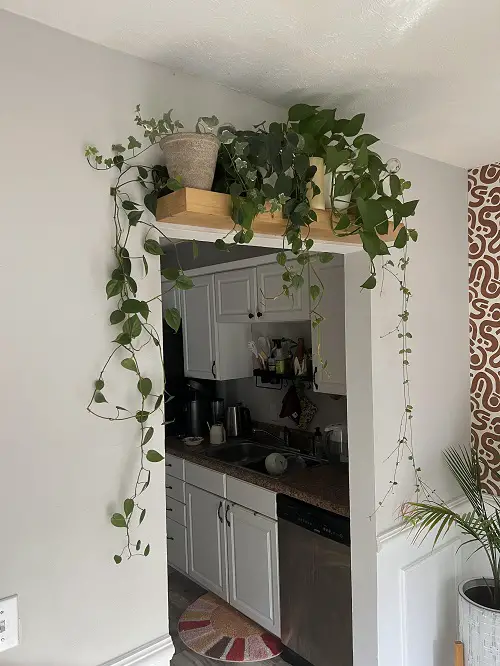 Plants Over The Door Ideas 8