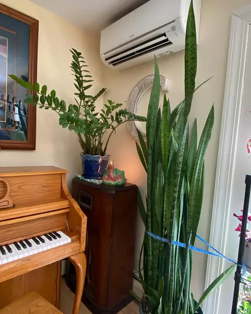 Snake plant near Air conditioner