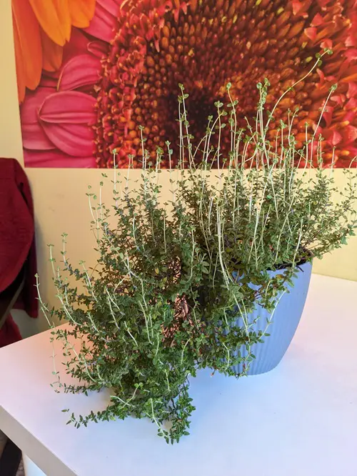 best Herbs To Plant For Christmas