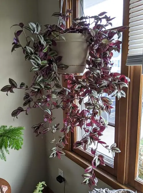 Best Hanging Plants for Holiday Season 7