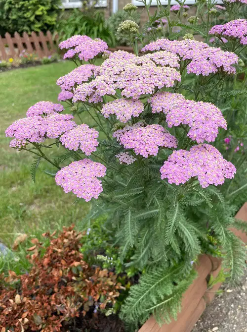 yarrow flowers in garden