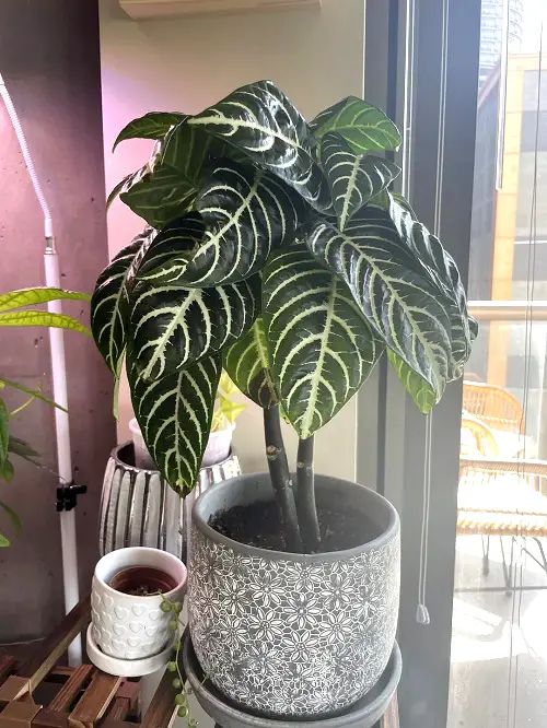 Zebra Plant indoor