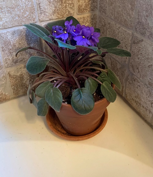 How To Select Best Pots For African Violets 2