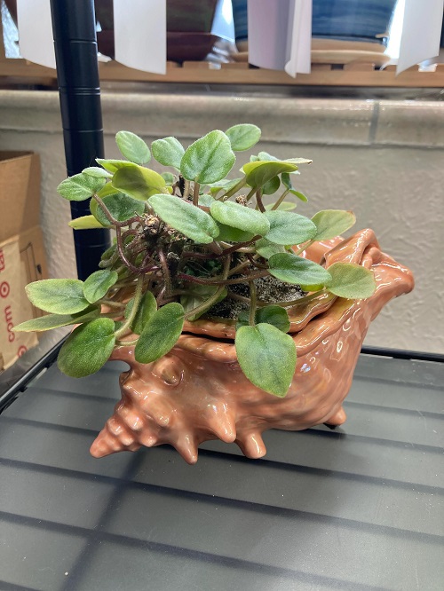 african violets in self watering pot