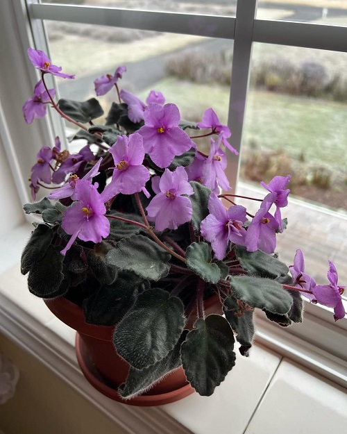 How To Select Best Pots For African Violets 1