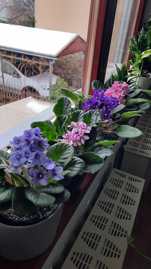 Features To Consider While Choosing a Pot for African Violets