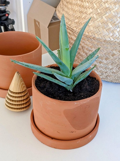 What Happens When You Water Aloe Vera With Tea Or Coffee 1