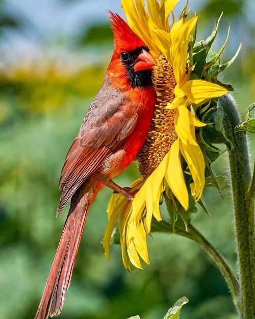 cardinal bird with sunflower