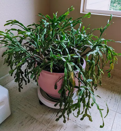 Never Keep Your Christmas Cactus At These Spots, Or It Will Never Bloom 2