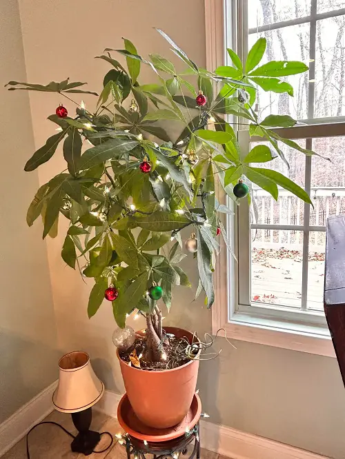 Umbrella plant as christmas tree
