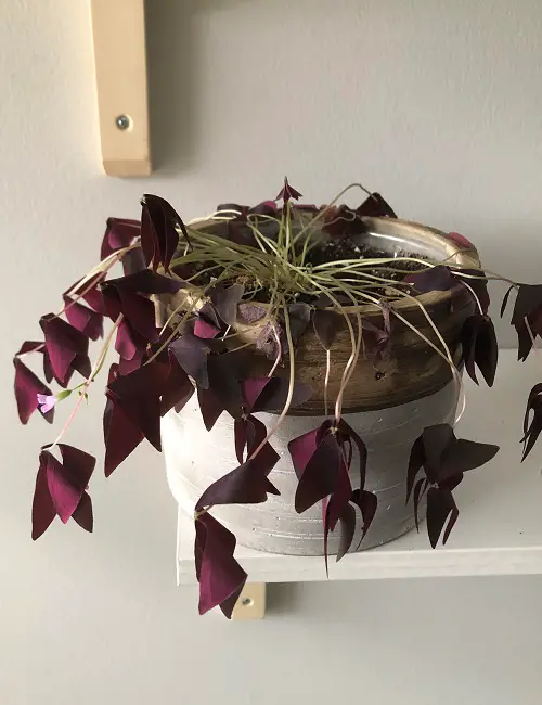 dormant purple oxalis in pot