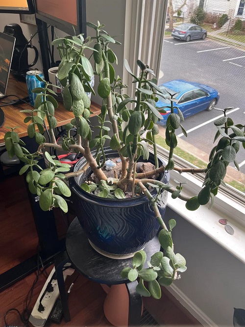 How a Spoon of Yogurt Can Save a Dying Jade Plant 1