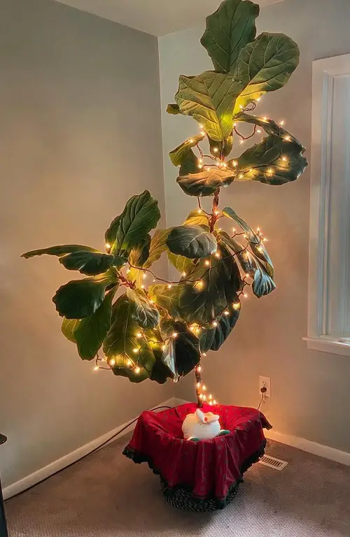 Fiddle leaf fig as christmas tree