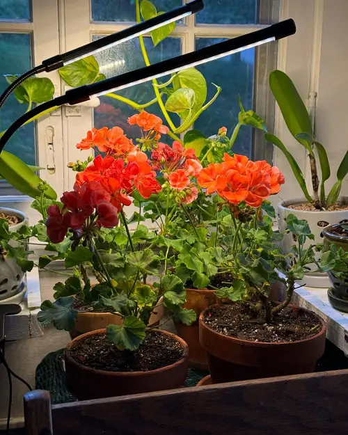 geraniums under artificial grow light