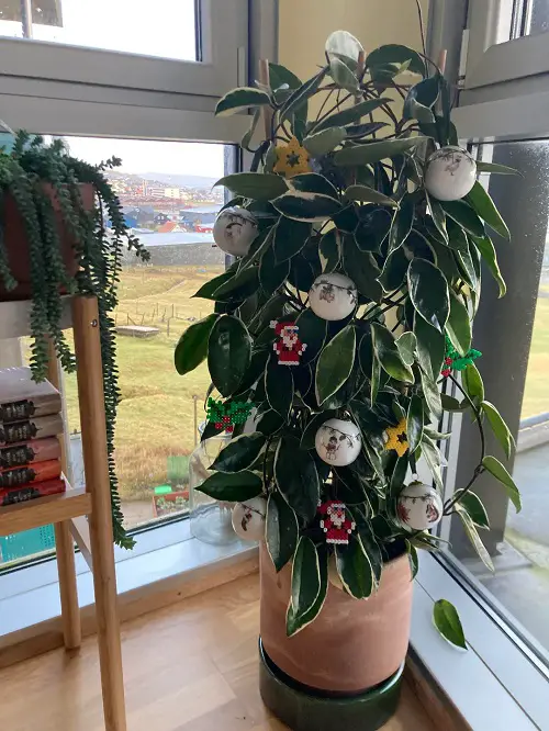 Indoor Plants As Christmas Tree Ideas 14