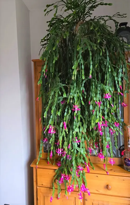 How to Make Christmas Cactus Bushier