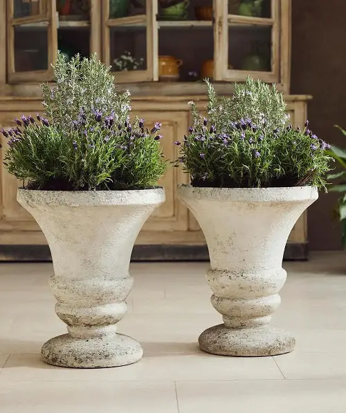 lavender in cement planters indoors